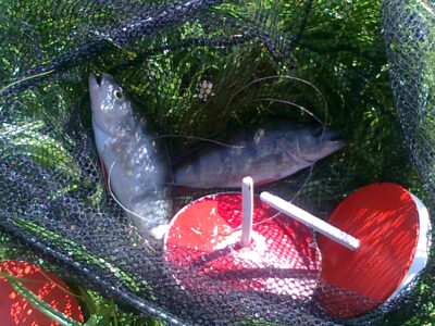 Ešerys, 0,7 kg