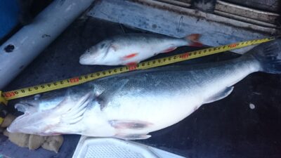 Starkis, 1,4 kg — Kuršių
