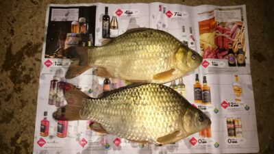 Sidabrinis karosas, 0,5 kg — Sujainių