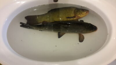 Lynas, 1,8 kg