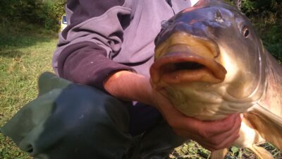 Paprastasis karpis, 9,0 kg
