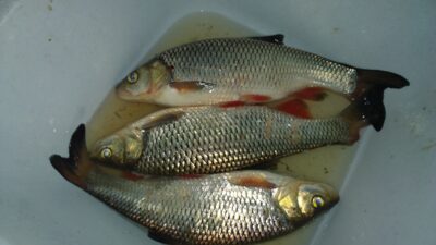 šapalas ×3 — Šventoji