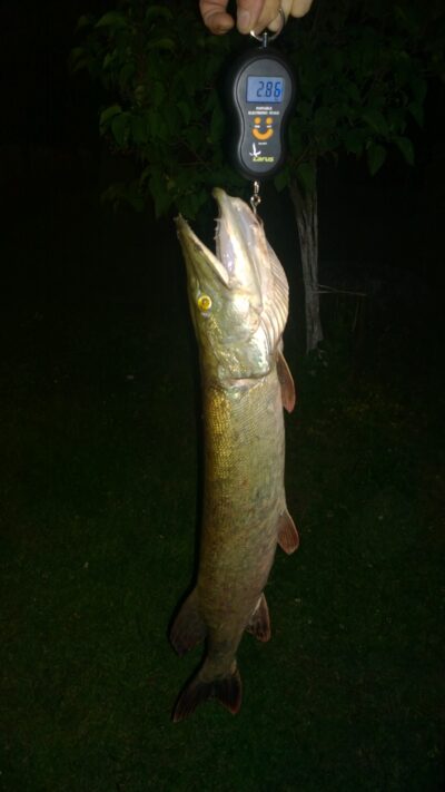 Lydeka, 2,8 kg — Šešuolių