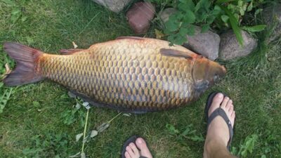 Paprastasis karpis, 12,8 kg — Gudžiūnų