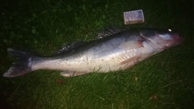 Starkis, 1,6 kg — Kuršių