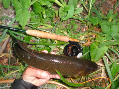 Mekne, 0,9 kg — Lėvuo