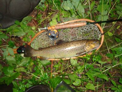 Margasis upėtakis, 1,2 kg