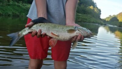 šapalas, 2,0 kg — Minija
