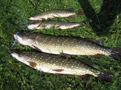 Lydeka, 4,2 kg
