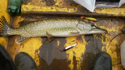 Lydeka, 2,7 kg — Zalvys