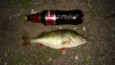 Ešerys, 0,6 kg — Skirvytė
