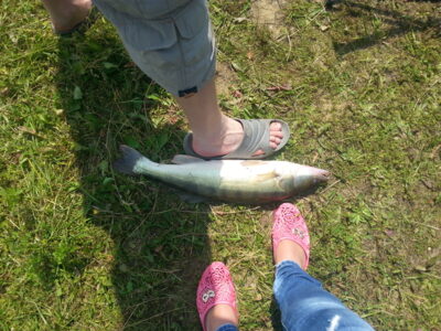 Starkis, 2,1 kg