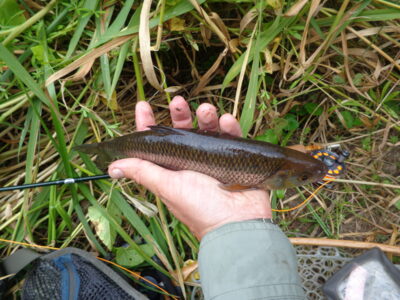 Strepetys, 0,3 kg — Lėvuo
