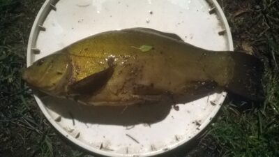 Lynas, 1,0 kg