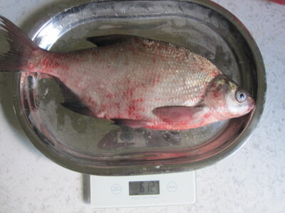 Karšis, 0,6 kg — Kuršių