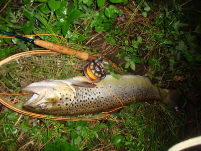 Margasis upėtakis, 2,7 kg