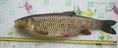 šapalas — Minija