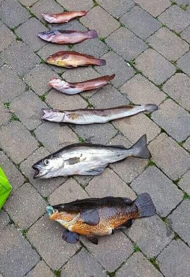 , 1,4 kg — ŠIAURĖS ATLANTAS