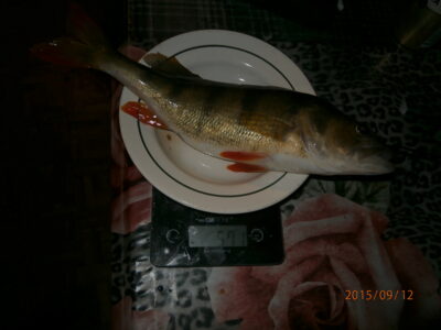 Ešerys, 0,6 kg