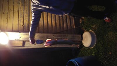 Lydeka, 1,4 kg