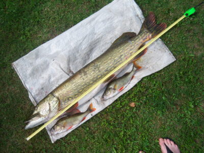 Ešerys, 0,4 kg
