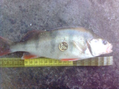 Ešerys, 0,5 kg — Kuršių