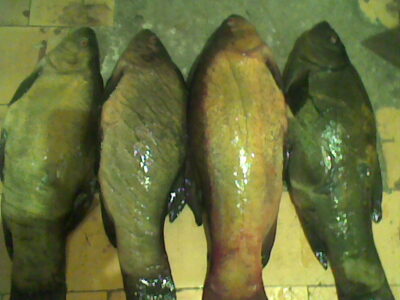 Lynas ×4 — Drąsutaičių