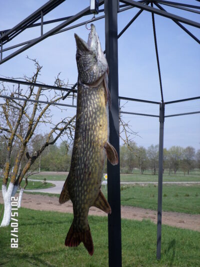 Lydeka, 3,6 kg — Plikių