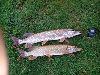Lydeka, 2,0 kg — Antalieptės HE