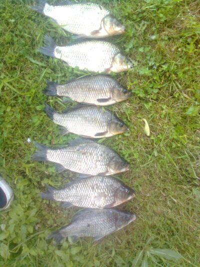 Sidabrinis karosas ×7