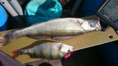 Starkis, 1,6 kg — Kuršių