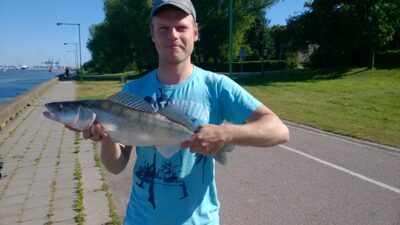 Starkis, 2,6 kg — Kuršių