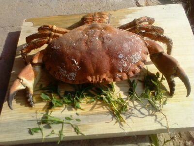 , 0,5 kg — Baltijos jūra