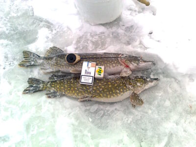 Lydeka, 1,5 kg — Kadrėnų