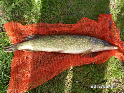 Lydeka, 1,0 kg — Plikių