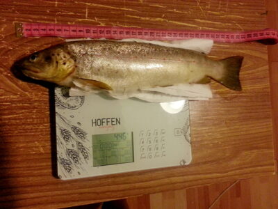 Margasis upėtakis, 0,4 kg — Siesartis