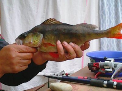 Ešerys, 0,6 kg