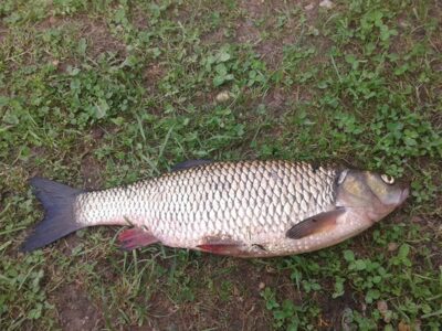 šapalas, 1,5 kg — Vyžuona