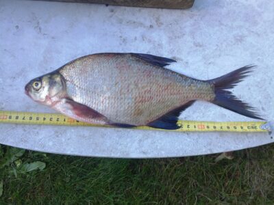 Karšis, 0,5 kg