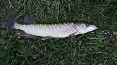 Lydeka, 1,5 kg — Sidabravo