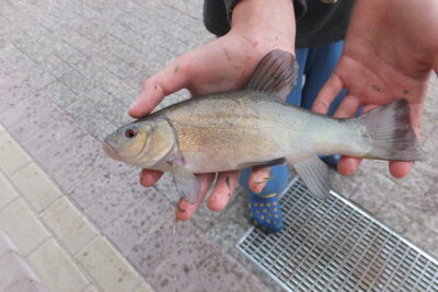Lynas, 0,2 kg