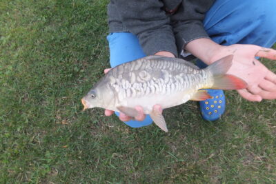 Paprastasis karpis, 0,4 kg