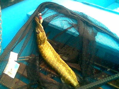 Lydeka, 1,4 kg — Žagarės