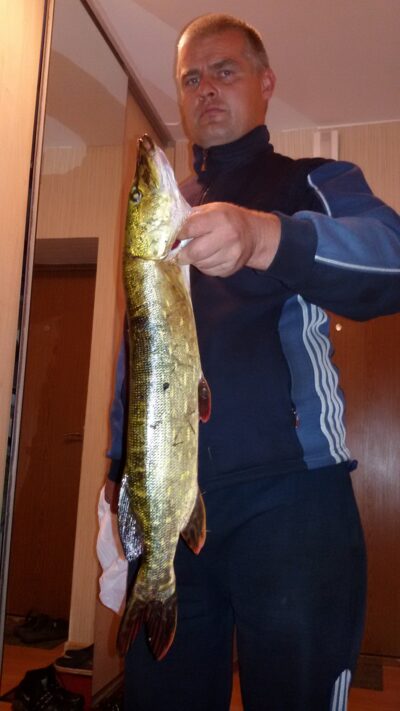Lydeka, 2,0 kg — Mūša