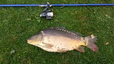 Paprastasis karpis, 4,2 kg