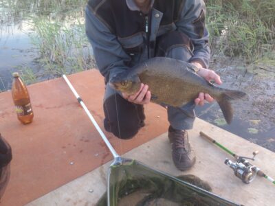 Karšis, 2,0 kg