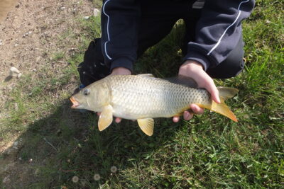 Paprastasis karpis, 1,1 kg