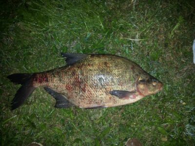 Karšis, 4,5 kg — Akmenių