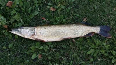 Lydeka, 1,9 kg — Sidabravo
