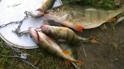 Ešerys, 1,0 kg